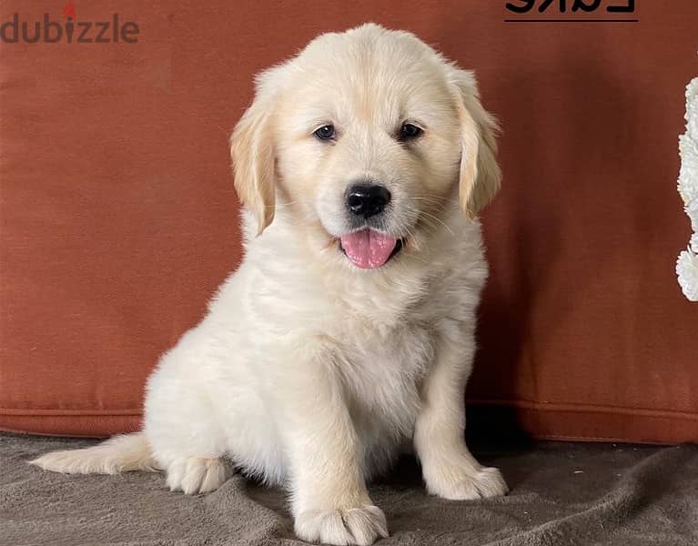 Whatsapp Me +966583921348 Golden Retriever Puppies 0