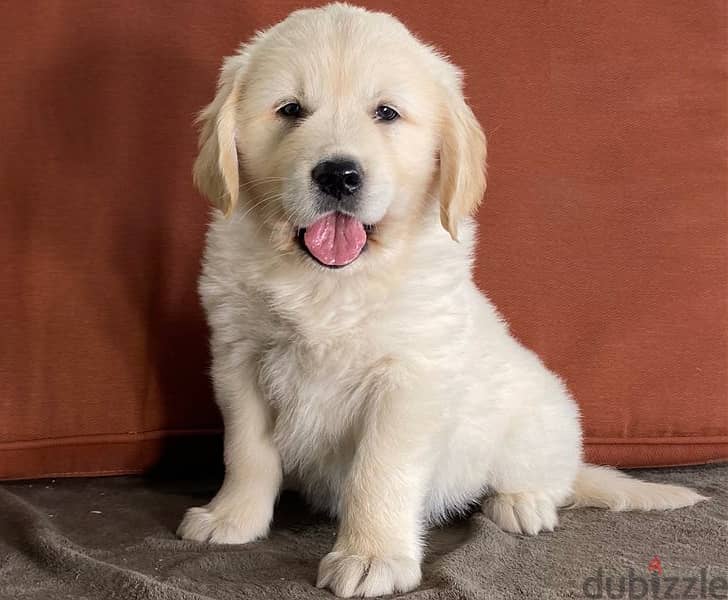 Whatsapp Me +966583921348 Golden Retriever Puppies 1