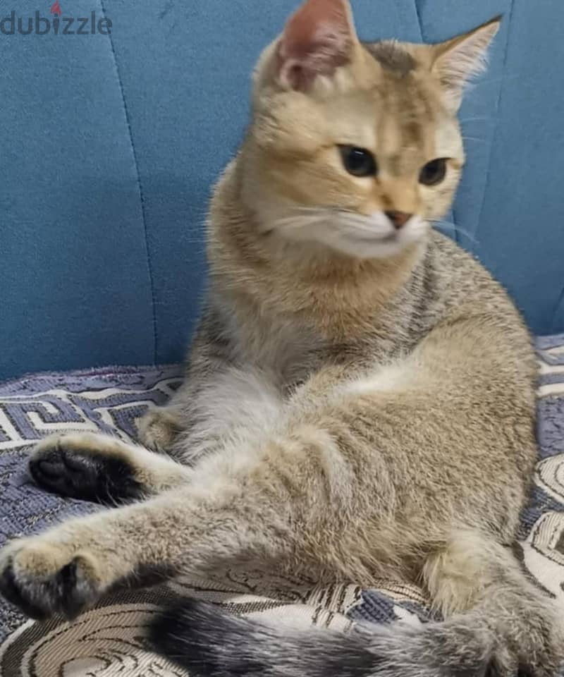 cat for adoption 300 sr fee 0