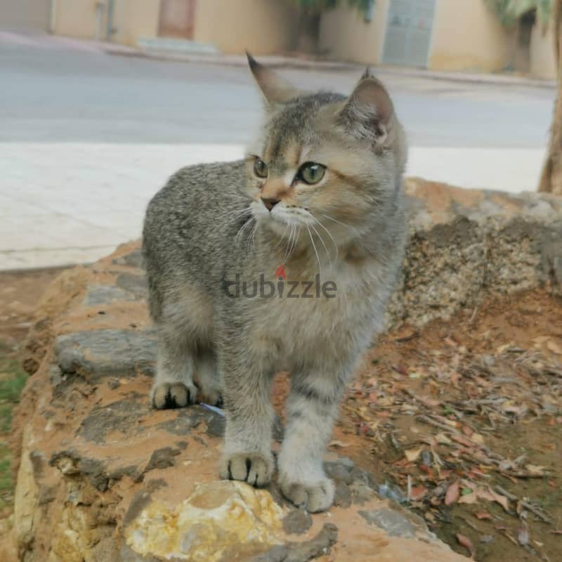 cat for adoption 300 sr fee 1