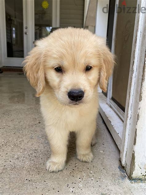 Whatsapp Me +972552992089 Golden Retriever Puppies 1