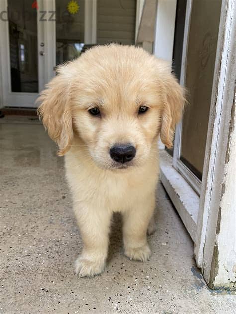 Whatsapp Me +972552992089 Golden Retriever Puppies 0