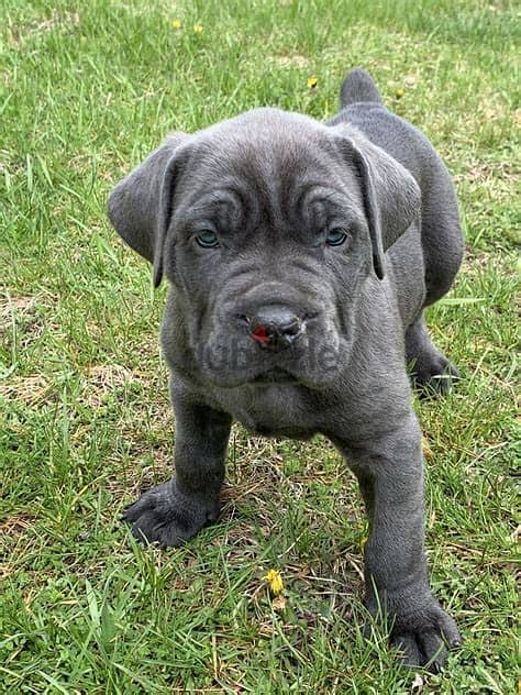 Whatsapp Me +972552992089  Cane Corso Puppies 1