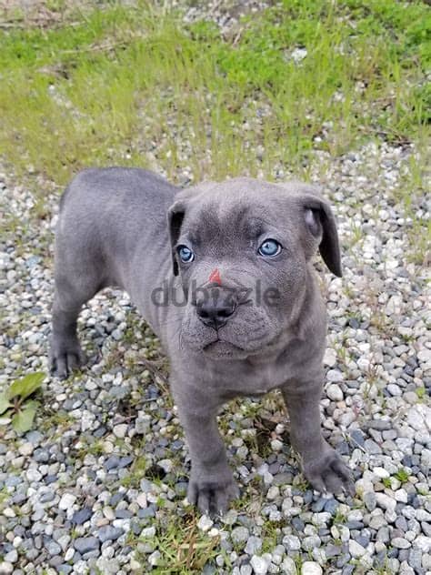 Whatsapp Me +972552992089  Cane Corso Puppies 0