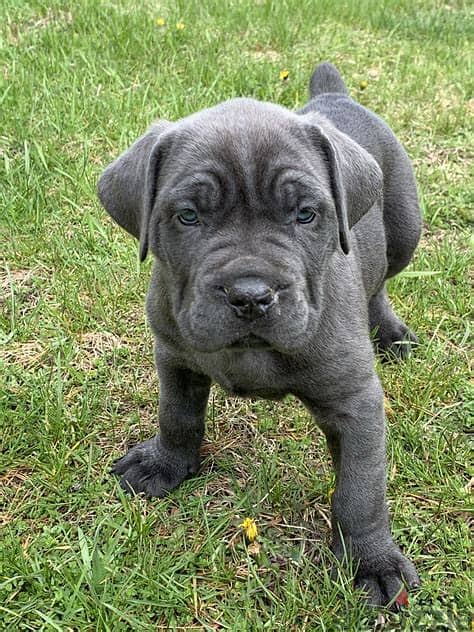 Whatsapp Me +972552992089  Cane Corso Puppies 1