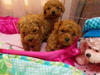 Toy Poodle Puppies  Whatsapp Me +972552992089