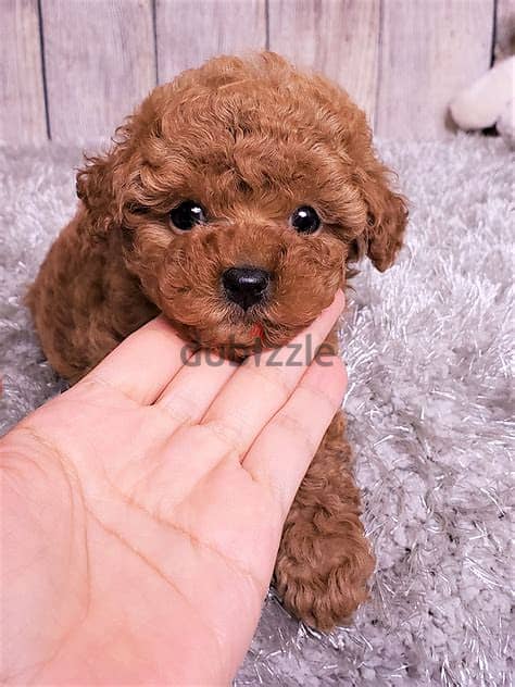 Toy Poodle Puppies  Whatsapp Me +972552992089 1