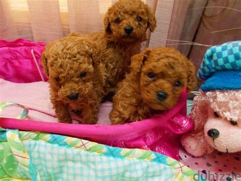 Toy Poodle Puppies  Whatsapp Me +972552992089 0