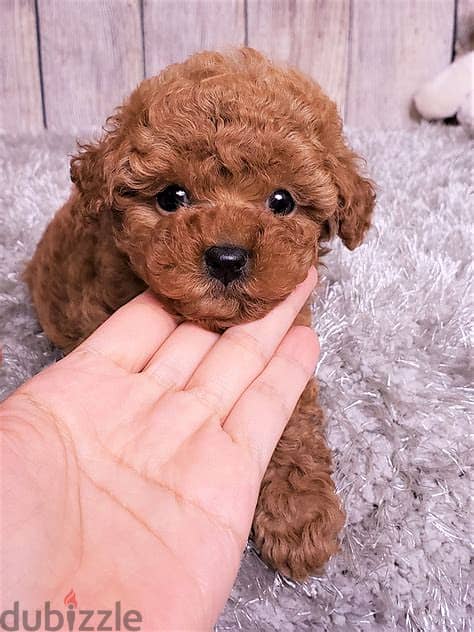 Toy Poodle Puppies  Whatsapp Me +972552992089 1