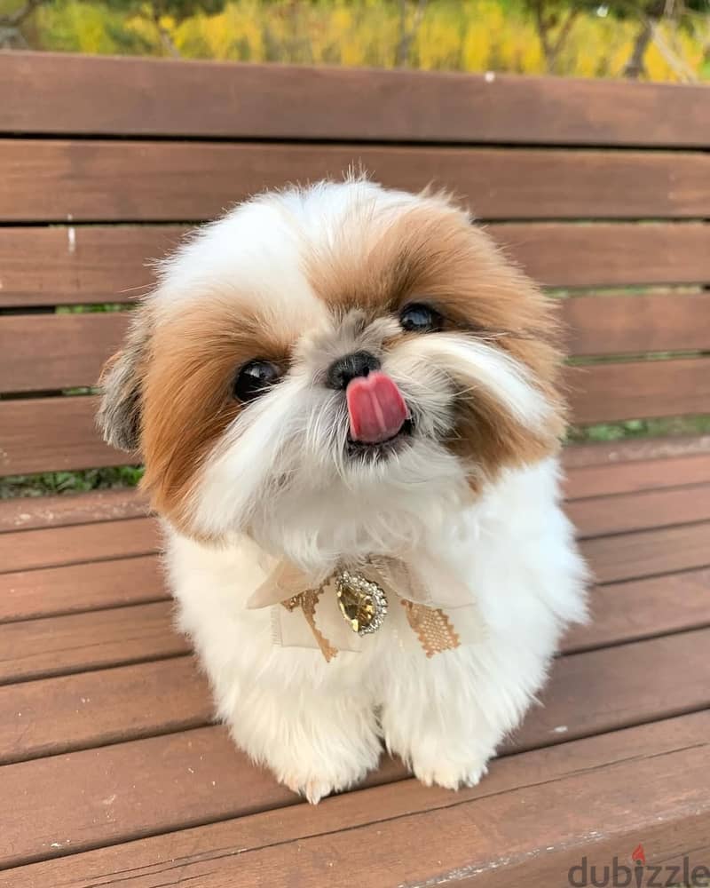 Shih Tzu puppies// Whatsapp +971552543679 0