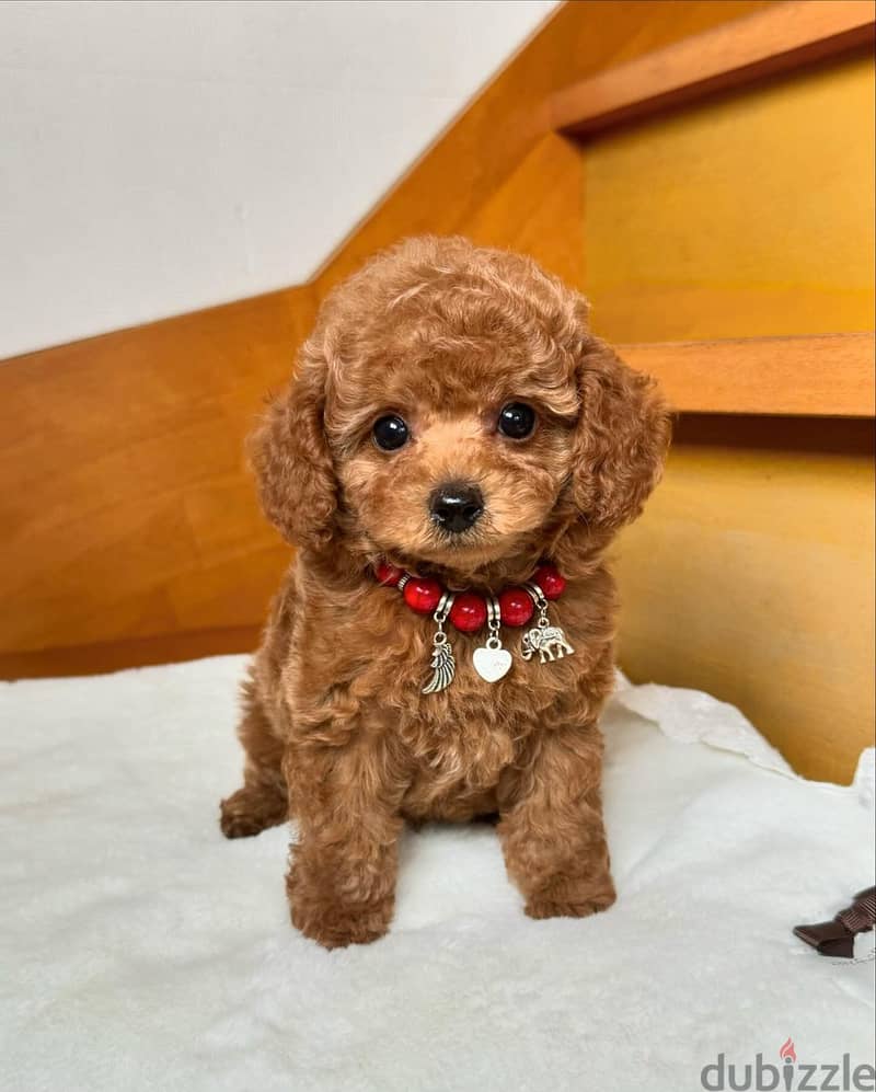 Poodle puppies// Whatsapp +971552543679 0