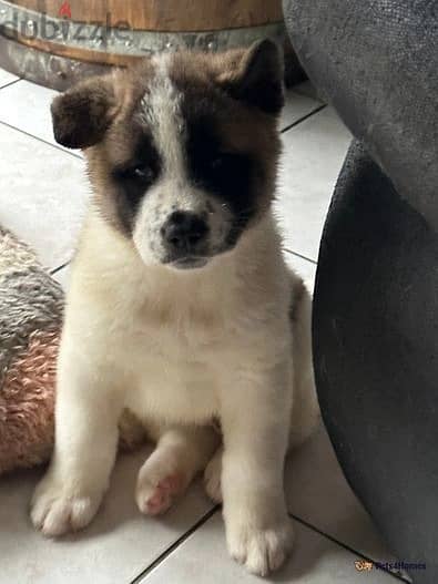 Whatsapp Me +966583921348 Akita Puppies 0