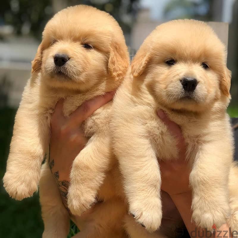 Golden Retriever // whatsapp +971552543679 0