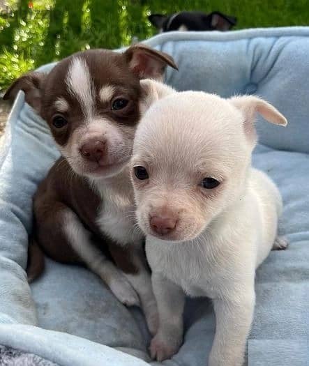 Whatsapp Me +966588993320 Chihuahua Puppies 1