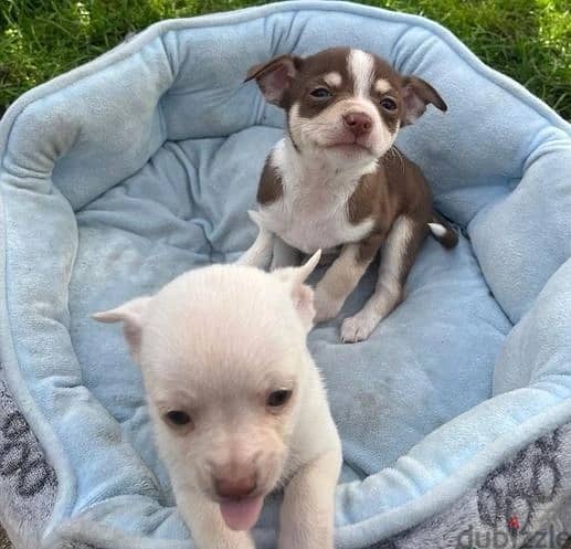 Whatsapp Me +966588993320 Chihuahua Puppies 1