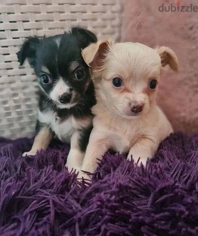 Whatsapp Me +966588993320 Chihuahua Puppies 0