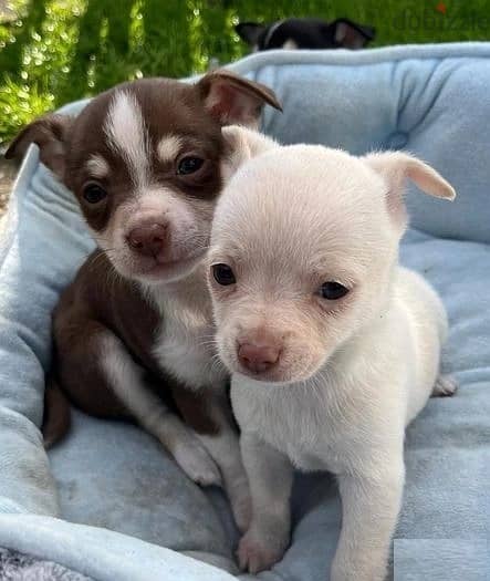 Whatsapp Me +966588993320 Chihuahua Puppies 1