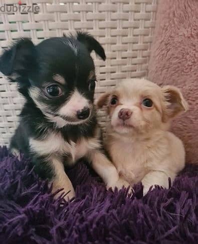 Whatsapp Me +966588993320 Chihuahua Puppies 0