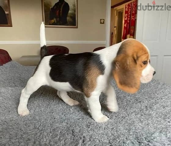 Whatsapp Me +966583921348 Beagle Puppies 1