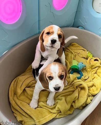 Whatsapp Me +966583921348 Beagle Puppies 1