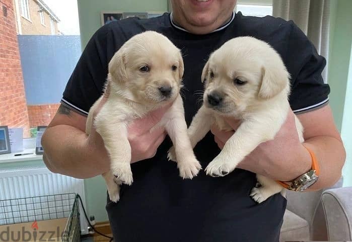 Whatsapp Me +972555074990 Labrador Puppies 0