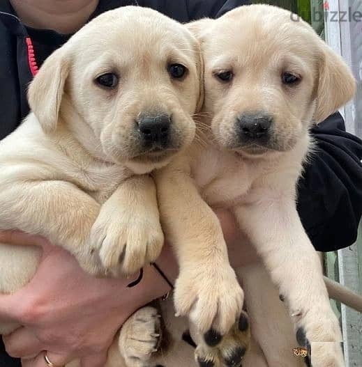 Whatsapp Me +972555074990 Labrador Puppies 1