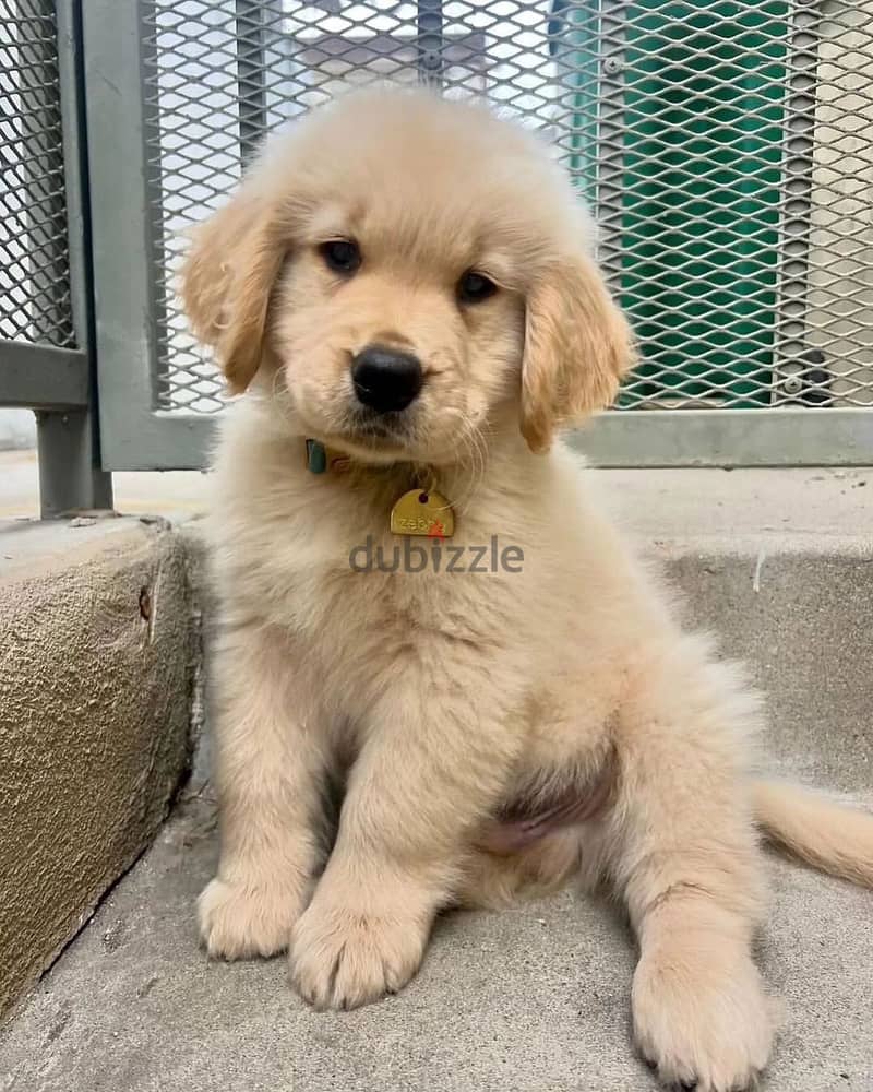 Golden Retriever// WhatsApp +971502618837 0