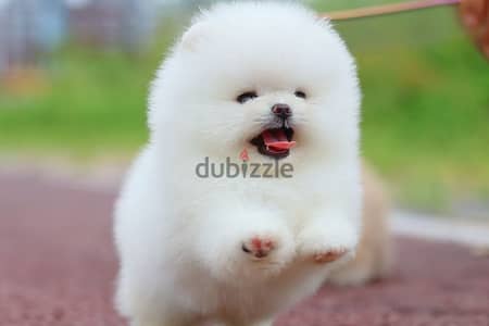 Pomeranian