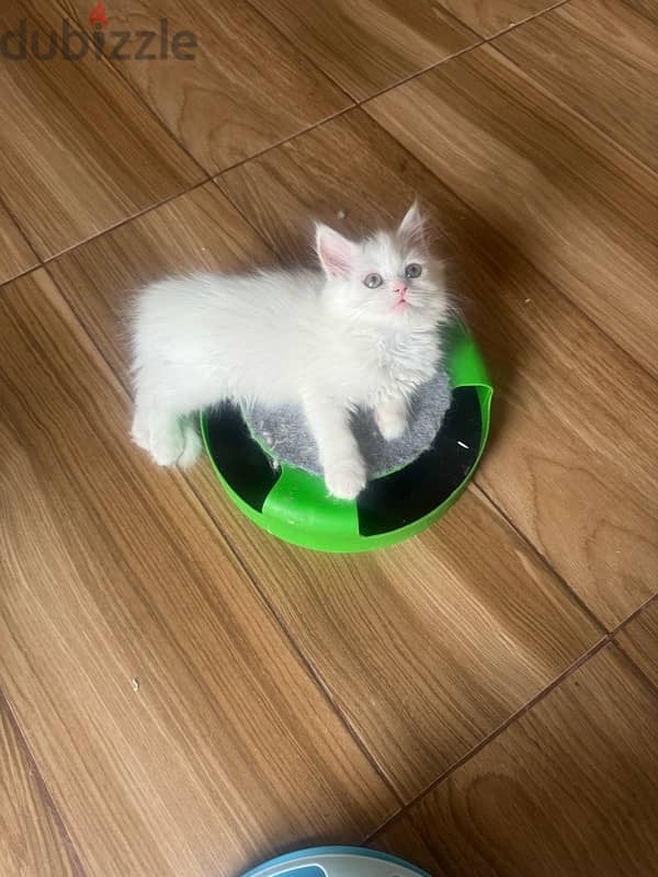 kitten Persian moon face for sale 0