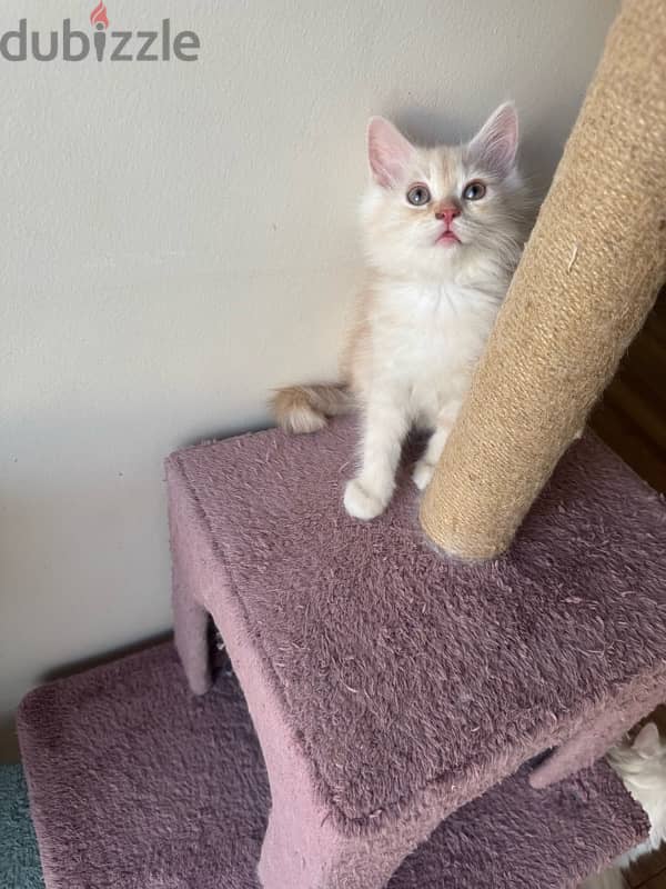 kitten Persian moon face for sale 1