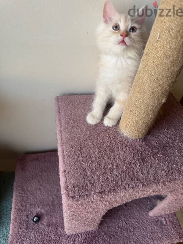 kitten Persian moon face for sale 3