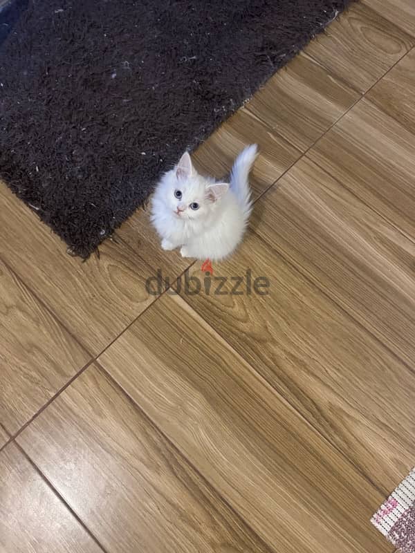 kitten Persian moon face for sale 4