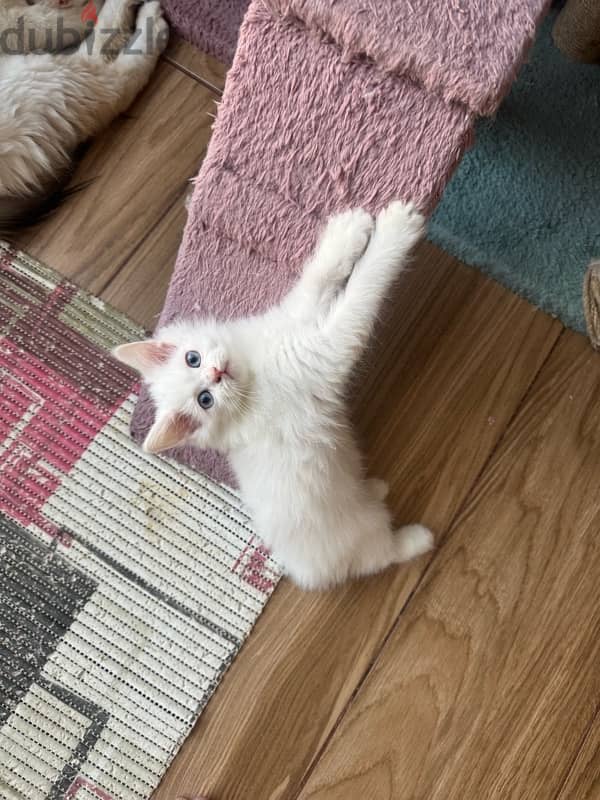 kitten Persian moon face for sale 5