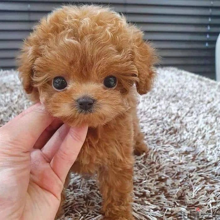 Lovely Mini Toy Poodle Puppies 0