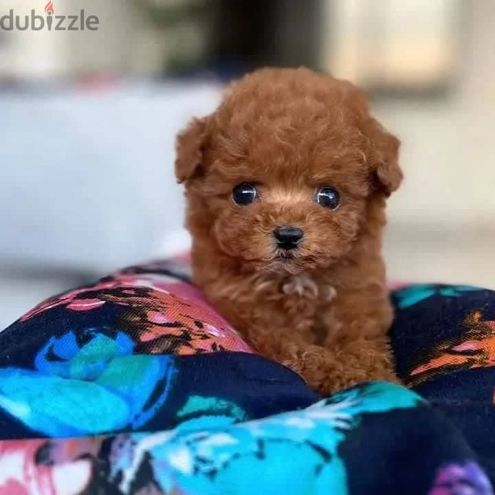 Lovely Mini Toy Poodle Puppies 1