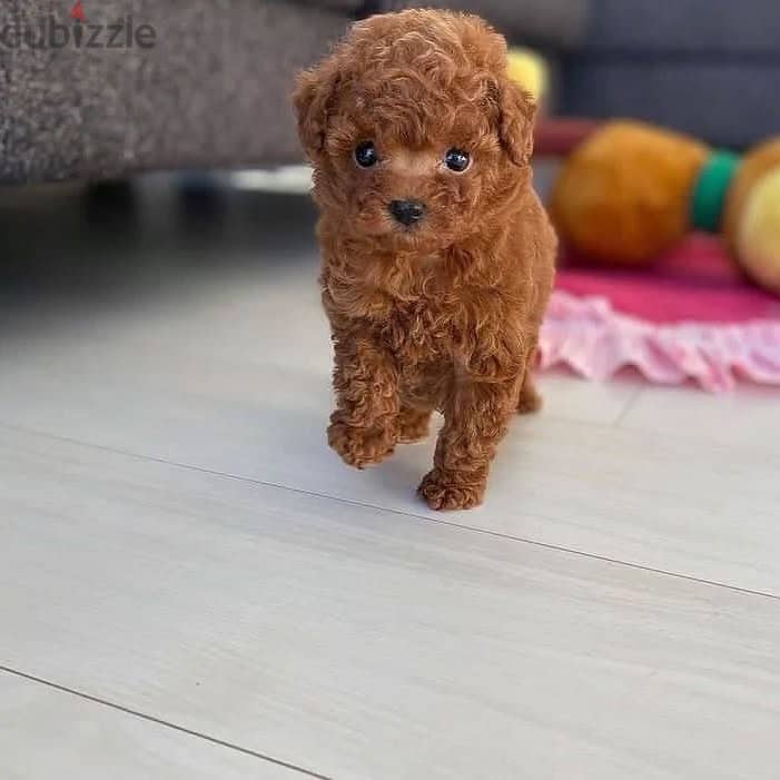 Lovely Mini Toy Poodle Puppies 2