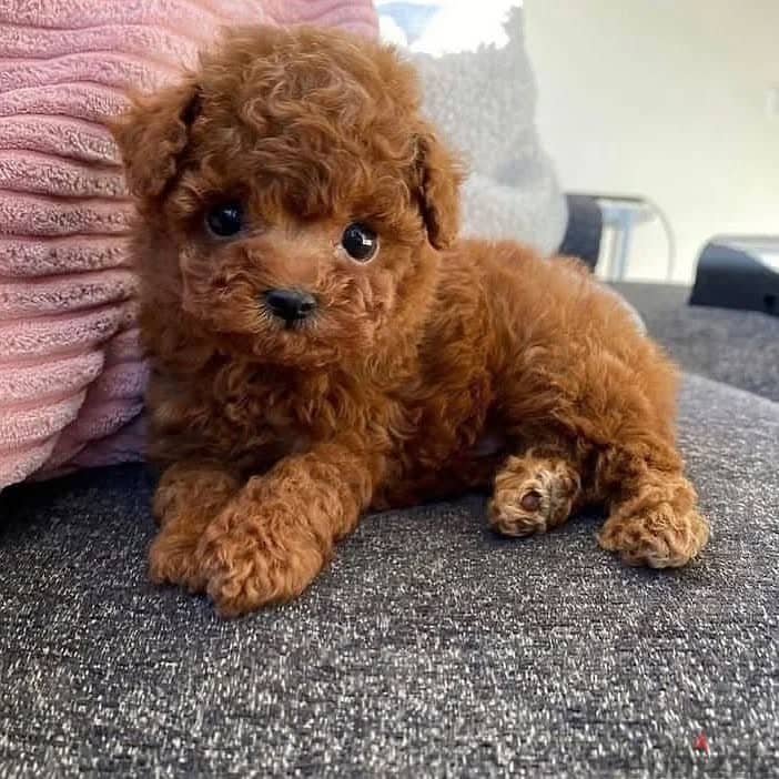 Lovely Mini Toy Poodle Puppies 3