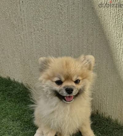 Pomeranian