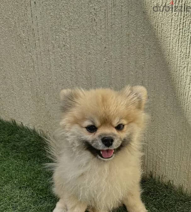 Pomeranian Dog 0