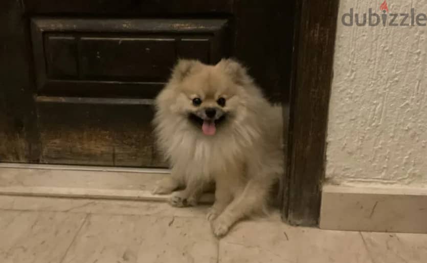 Pomeranian Dog 1