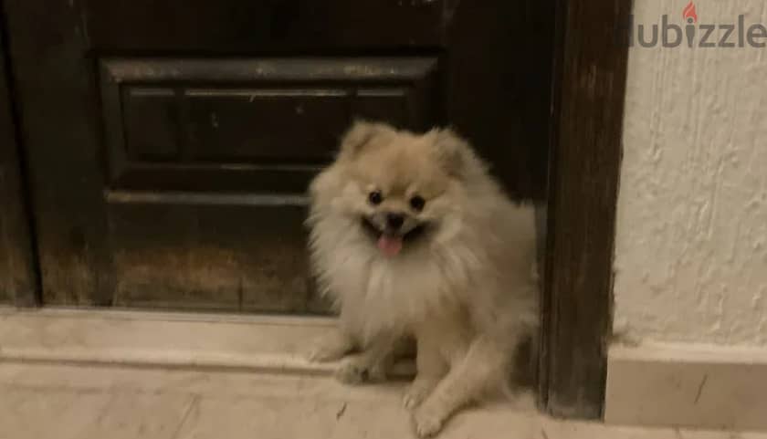 Pomeranian Dog 2