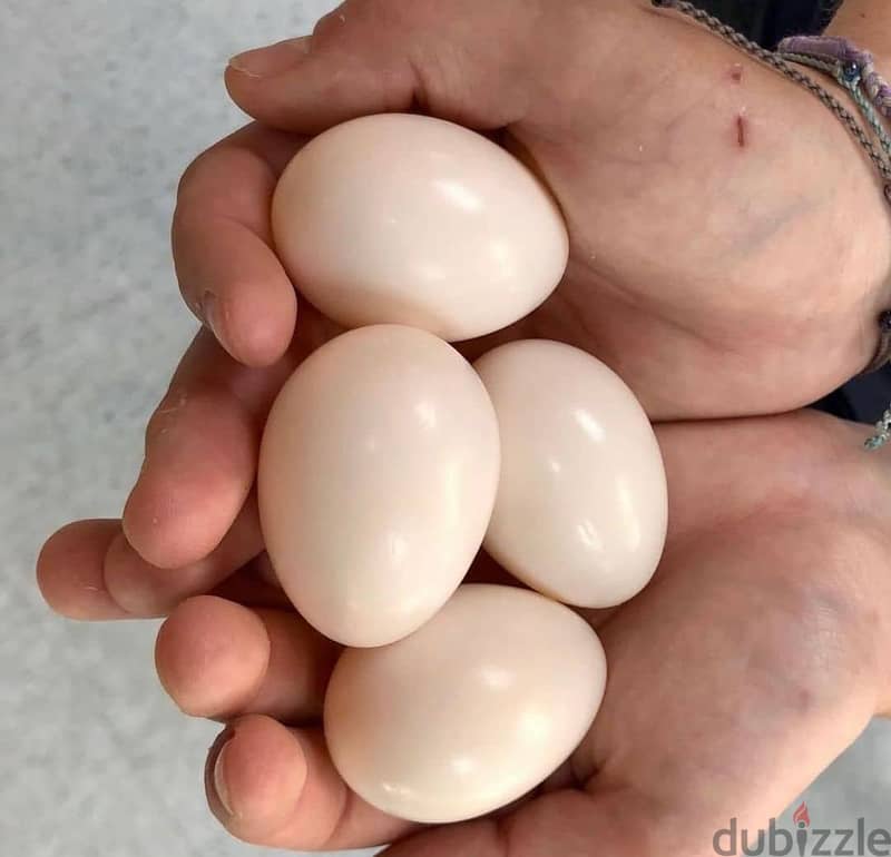 Fertile parrot eggs for sale 0