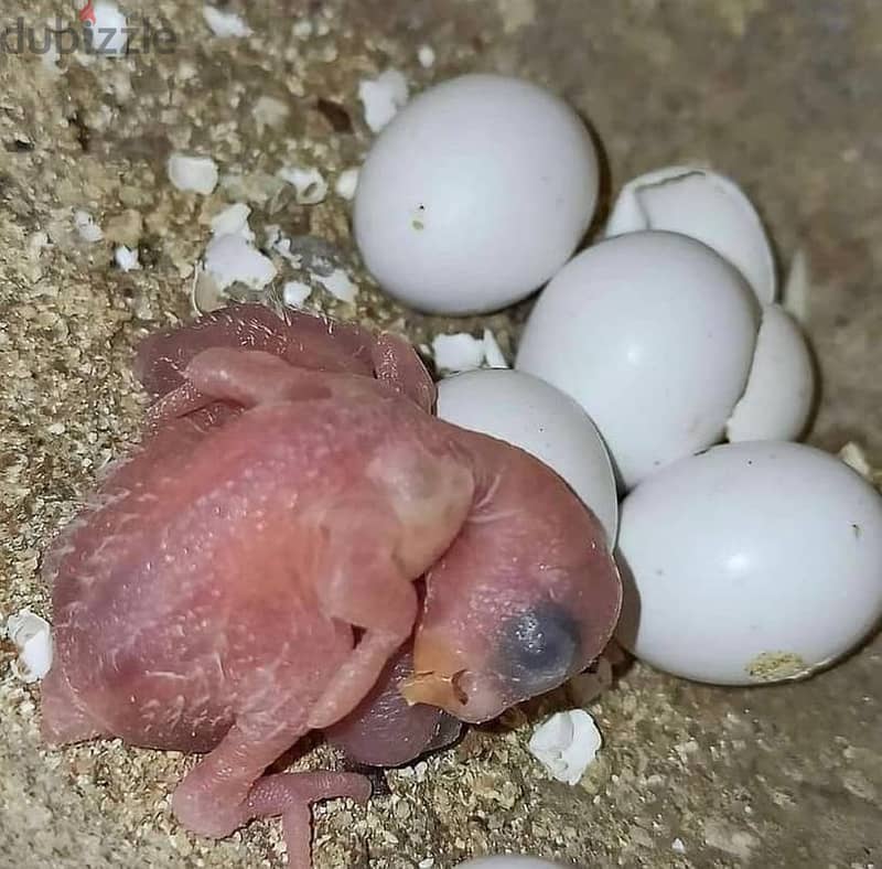 Fertile parrot eggs for sale 3