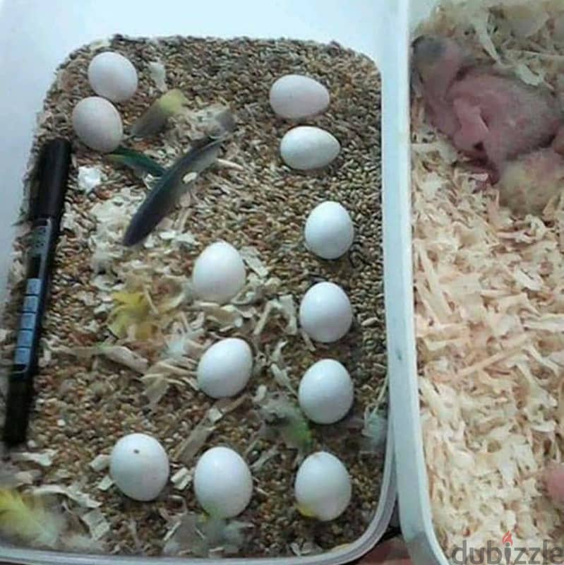 Hyacinth Macaw Parrot Eggs : What`sApp +19146053177 1