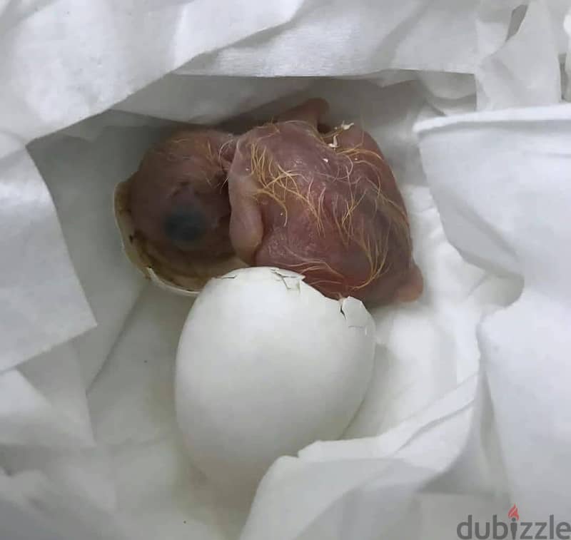 Hyacinth Macaw Parrot Eggs : What`sApp +19146053177 3