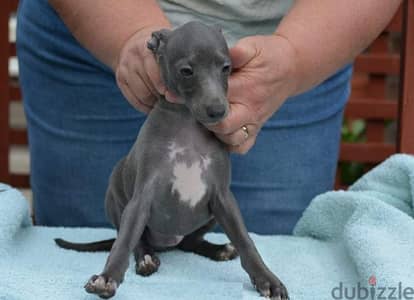 Whatsapp Me +966588993320 Italian Grey-hound Puppies