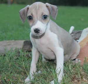 Whatsapp Me +966588993320 Italian Grey-hound Puppies 1