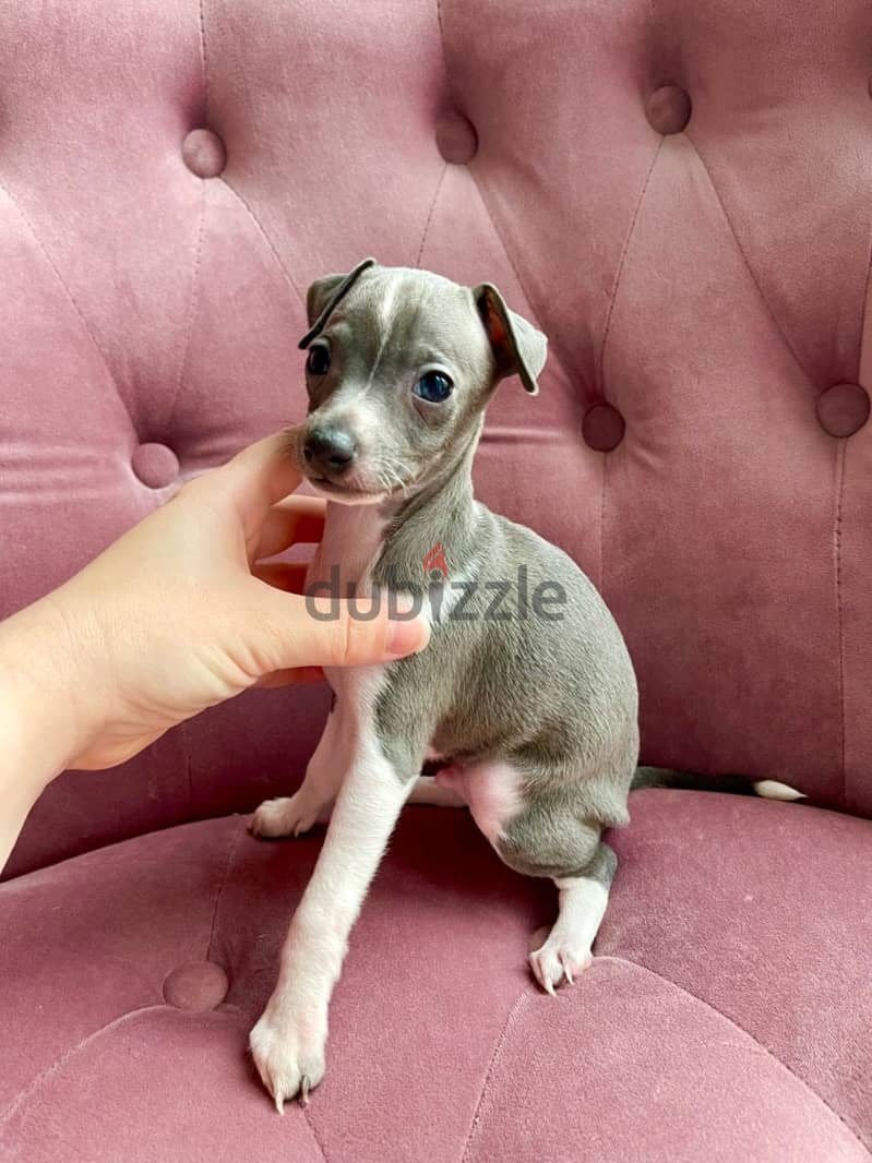 Whatsapp Me +966588993320 Italian Grey-hound Puppies 0