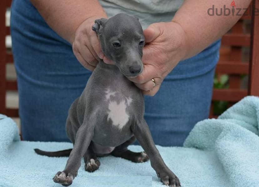 Whatsapp Me +966588993320 Italian Grey-hound Puppies 1