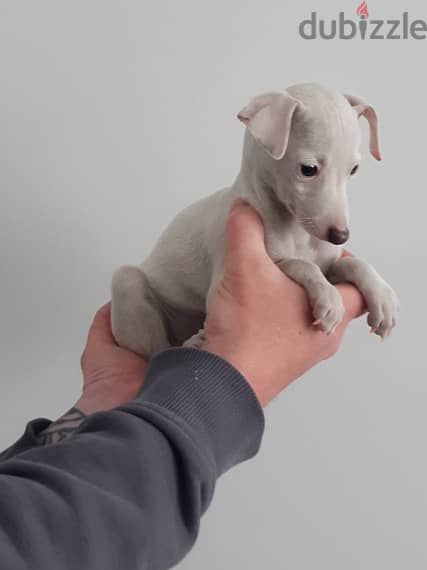 Whatsapp Me +966588993320 Italian Grey-hound Puppies 0